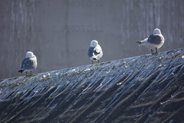 Common gulls (larus canus) standing on building roof in summer, Berlevåg, Norway, Europe