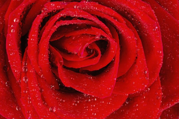 A red rose with drops of water on the blossom. Austria