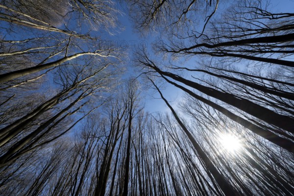 Primeval forest Urwald Sababurg, Hofgeismar, Weser Uplands, Weserbergland, Hesse, Germany, Europe