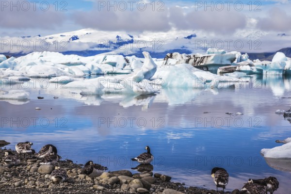 Summer in Iceland. Beautiful summer morning in the icy ocean lagoon with floating ice. On the coastal edge feeds a flock of birds - Goose Branta leucopsis