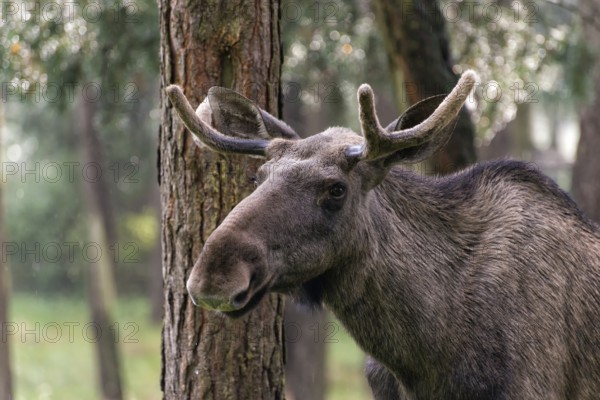 Moose