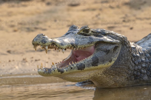 Caiman (Caimaninae), Crocodile (Alligatoridae), crocodile (Crocodylia), animal portrait, Pantanal, inland, wetland, UNESCO Biosphere Reserve, World Heritage Site, wetland biotope, Mato Grosso, Brazil, South America