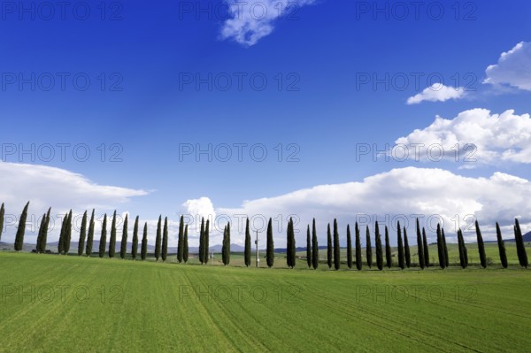 Photographic documentation of a row of cypresses in the province of Siena