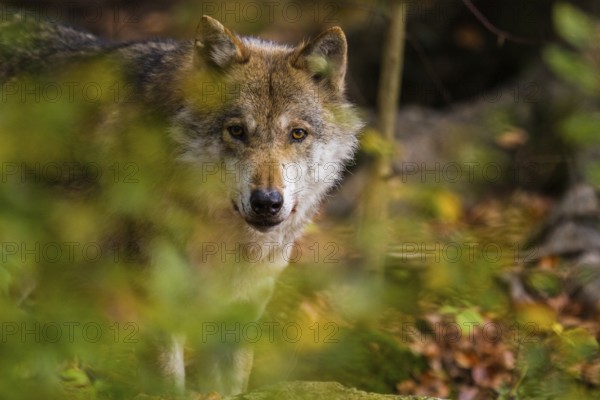 Wolf or grey gray wolf (Canis lupus)