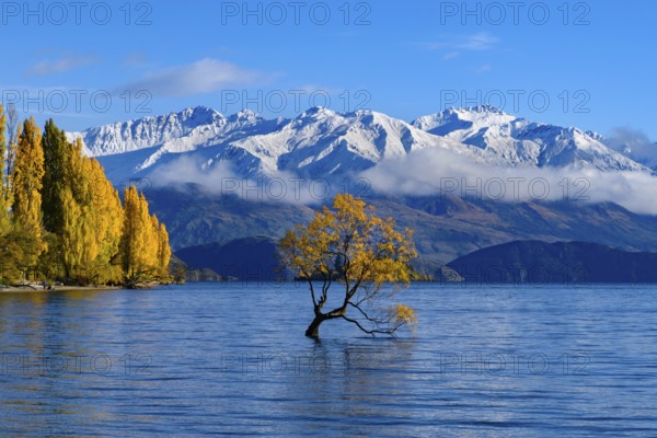 Wanaka tree and Lake Wanaka in autumn, New Zealand, Oceania