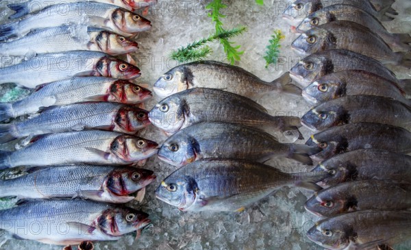 Seabass and sea bream over ice raw fresh seafood fishes