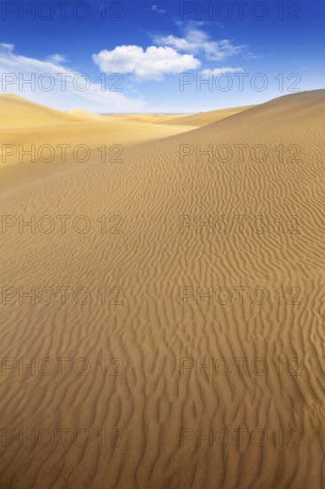 Desert sand dunes in Maspalomas Oasis Gran Canaria at Canary islands