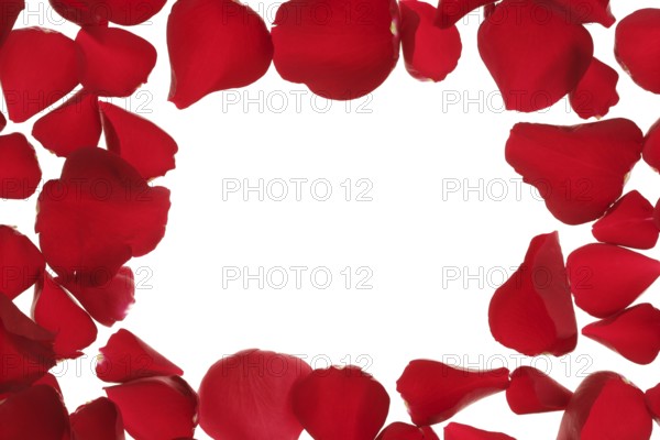 Red rose petals frame, border with white copy space