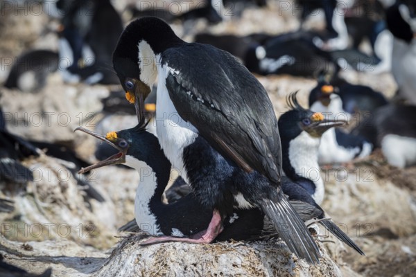 Blue-eyed Cormorant (Phalacrocorax atriceps), also Imperial shag, courtship behaviour, Pebble Island, Falkland Islands, Great Britain, South Atlantic, South America