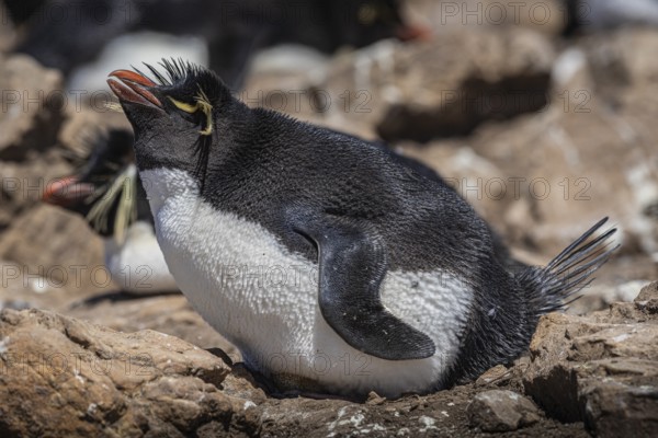 Rockhopper penguin (Eudyptes chrysocome) on its clutch of eggs, Pebble Island, Falkland Islands, Great Britain, South Atlantic, South America