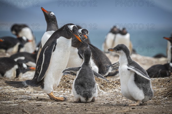 Gentoo penguin (Pygoscelis papua) with two chicks in a colony, Pebble Island, Falkland Islands, Great Britain, South Atlantic, South America