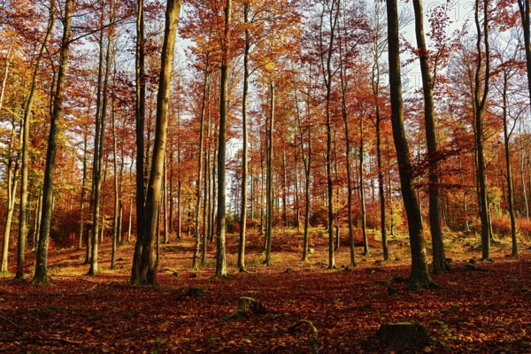 A peaceful, open forest with colorful autumn leaves on tall trees, fall, trees, forest, leaves, autumn, colors of nature, nature, beautiful forest