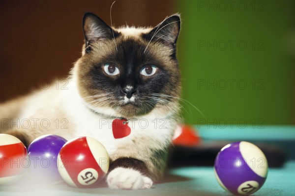 Siamese cat laying on the pool table