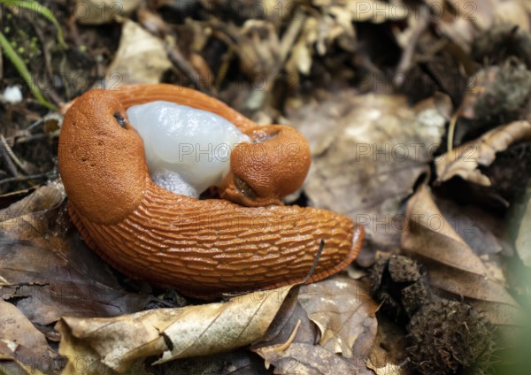 Red slugs mating (Arion rufus)