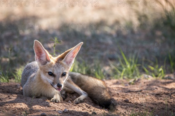 Cape fox laying in the sand in the Kgalagadi Transfrontier Park, South Africa, Africa