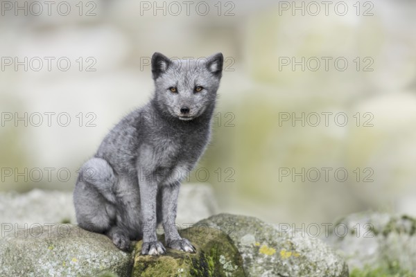 Arctic fox (Vulpes lagopus)