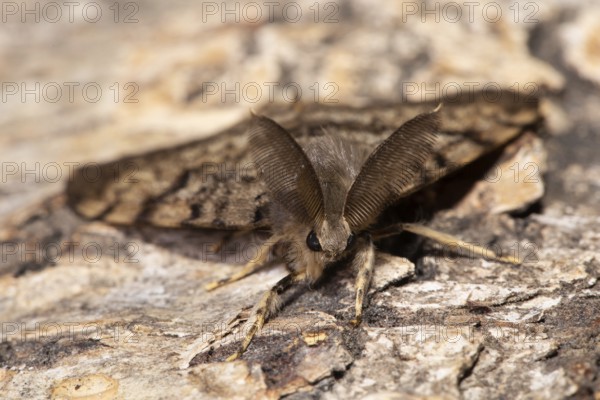 Gypsy moth (Lymantria dispar)