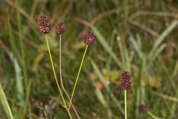 Great burnet (Sanguisorba officinalis)