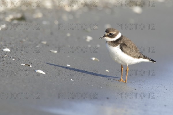 Ringed Plover (Charadrius hiaticula)