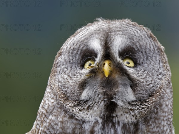 Barred Owl (Strix nebulosa)
