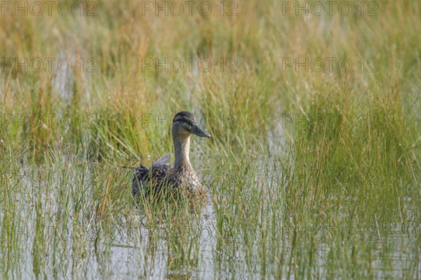 Mallard (Anas platyrhynchos)