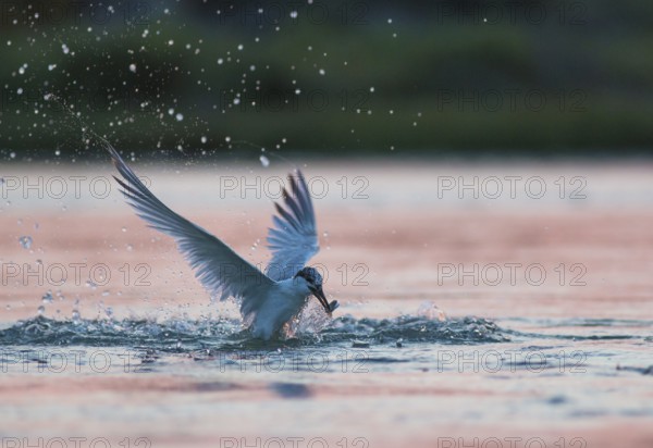 Emerging Sandwich Tern at dusk (Sterna sandvicensis)