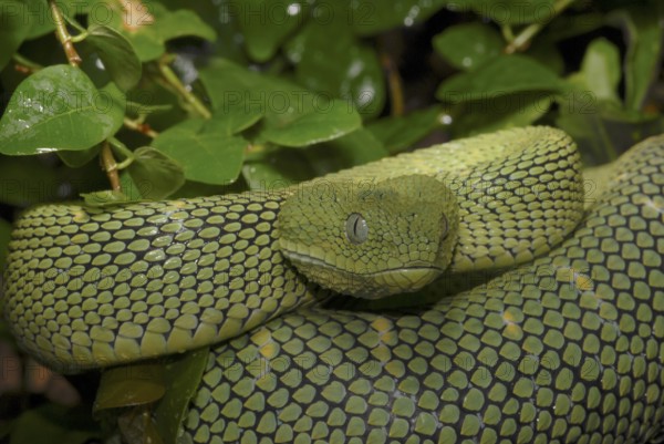 West African bush viper (Atheris chlorechis)