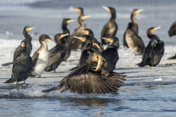 Cormorant with preyed river perch (Phalacrocorax carbo)
