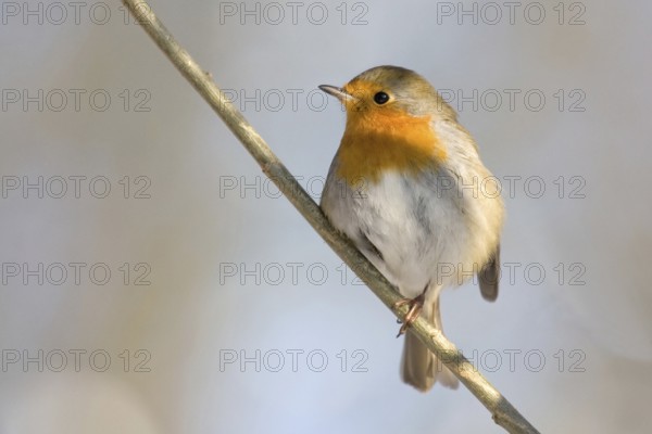 European robin (erithacus rubecula)
