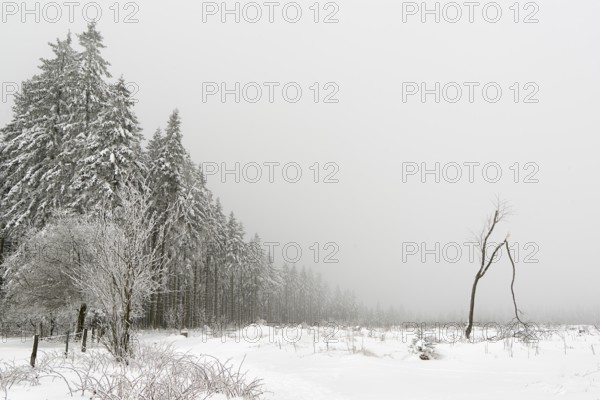 Winter forest