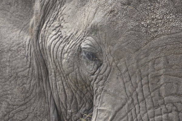 African elephant (Loxodonta africana)