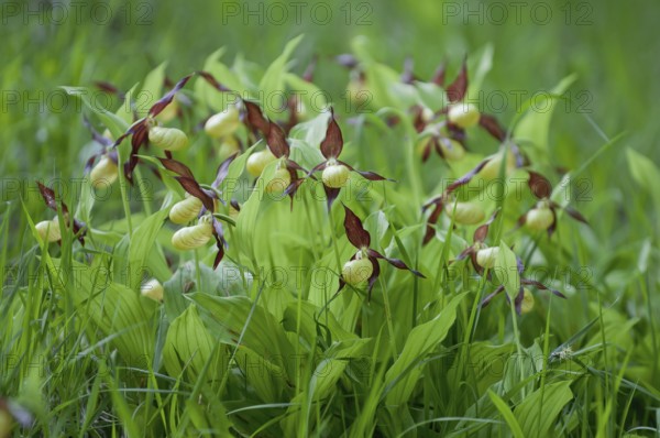 Lady's slipper (Cypripedium calceolus)