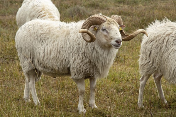White horned Heidschnucke moorland sheep