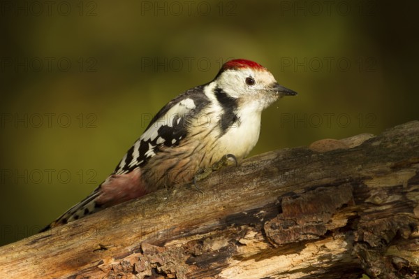Middle spotted woodpecker (Dendrocopos medius)