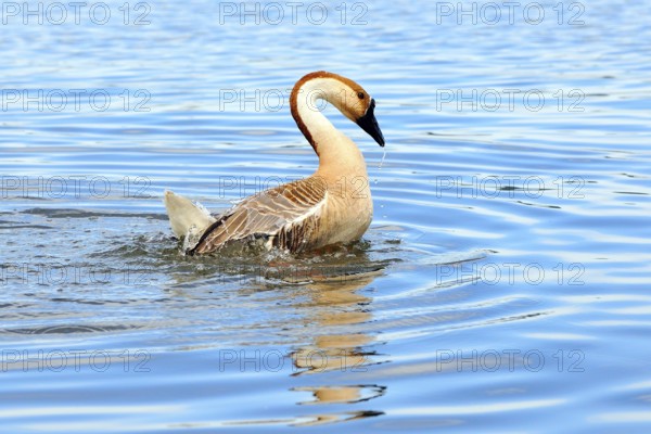 Swan goose (Anser cygnoides)