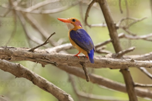 Pygmy Kingfisher (Ispidina picta)