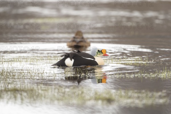 The osprey duck (somateria spectabilis)