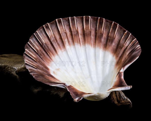 Close-up of a red and white Pecten jacobaeus scallop shell from the Pectinidae family, showcasing its ribbed texture and gradient pattern against a black background, Odessa, Ukraine, Europe