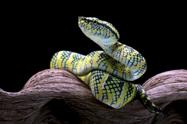 Temple pit viper in a tree branch