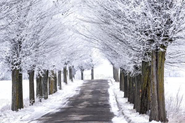 Snow-covered avenue in Masuria in eastern Poland in winter