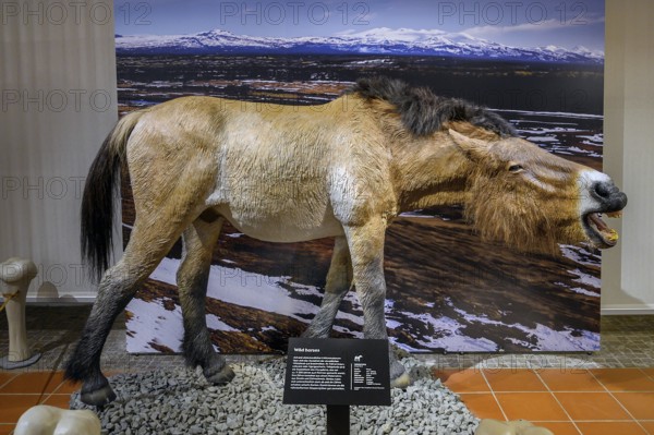 Ice Age Wild Horse, Exhibition Ice Age Safari Allgäu in the Marstall, Kempten, Allgäu. Bavaria, Germany, Europe