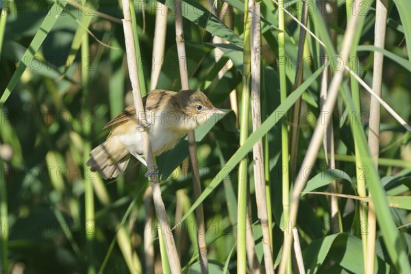 Flying Great Reed Warbler in the reeds Great Reed Warbler, Acrocephalus arundinaceus, Great Reed Warbler