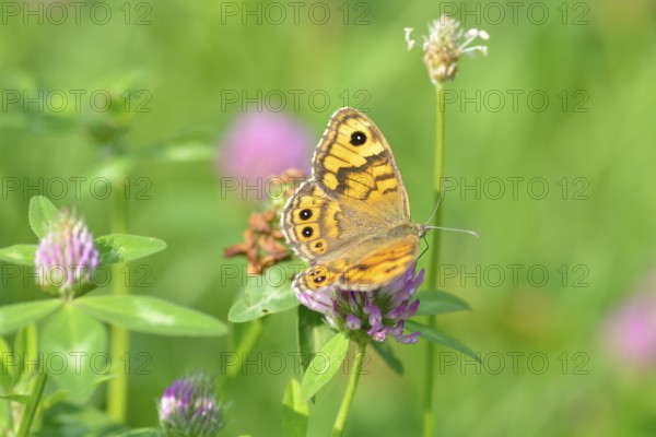 Lasiommata megera, wall brown on red clover. Wall Brown on a flower
