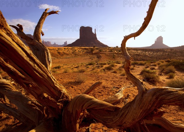 Monument West Mitten Butte in morning from dired tree branches Utah