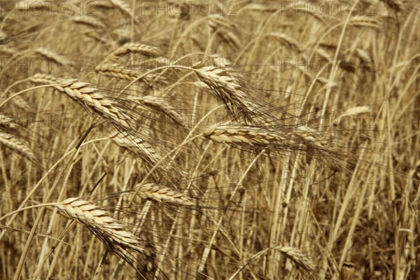Agriculture wheat golden dried fiels crop texture background