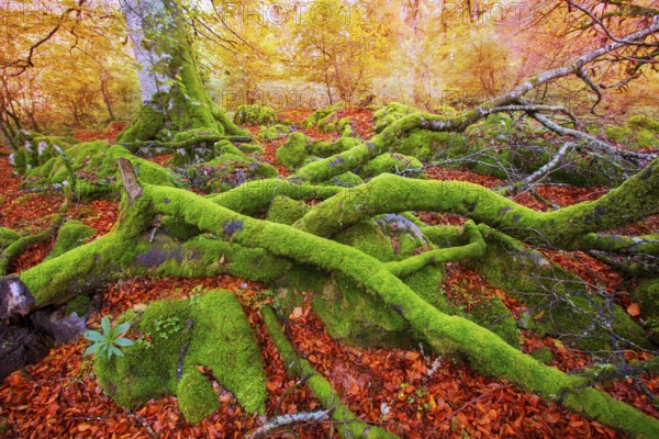 Autumn Selva de Irati fall beech jungle in Navarra Pyrenees of Spain