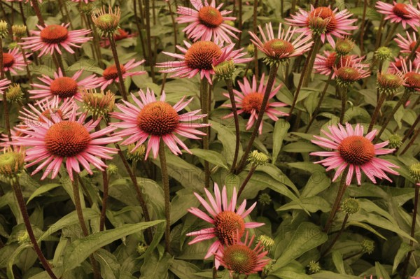 Close-up of a beautiful flowering plant in the sun