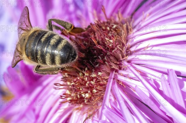 Close-up of a beautiful flowering plant in the sun
