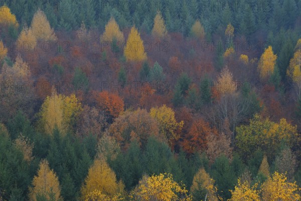 Colourful autumn forest in the Saxon Switzerland.colourful autumn forest in the Saxon Switzerland