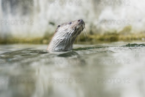 A picture of a cute otter in the water